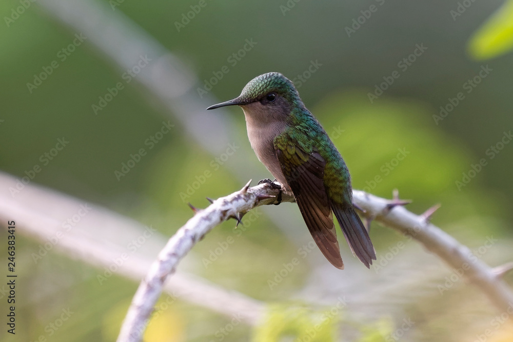 Obraz premium Colibri huppé