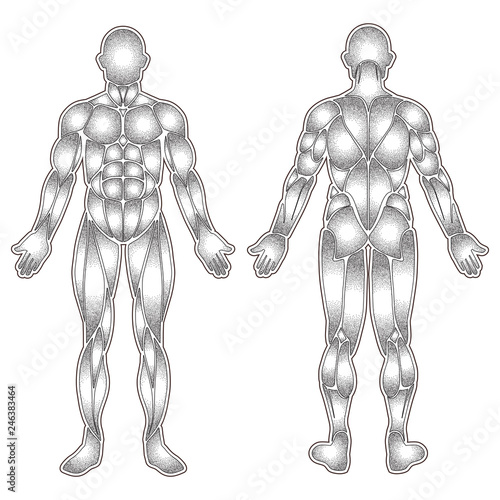 Human body muscles silhouette