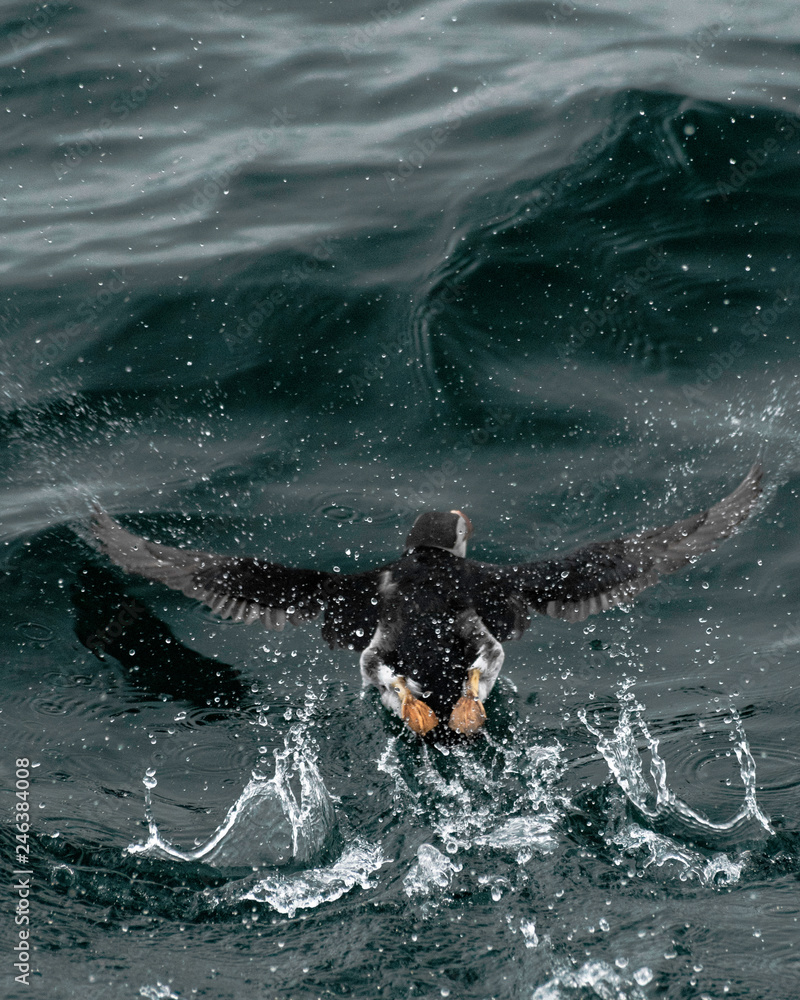 Fototapeta premium Puffin in Flight