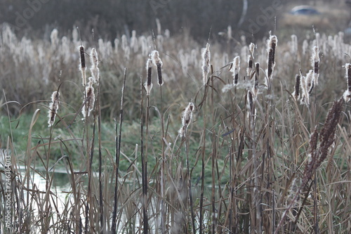An autumn reed (cattail) against pale green grass on the shore of a river 