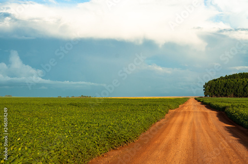 Road within the soybean plantation.