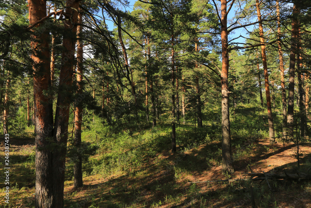 Obraz premium Summer, spring pine forest in sunlight landscape