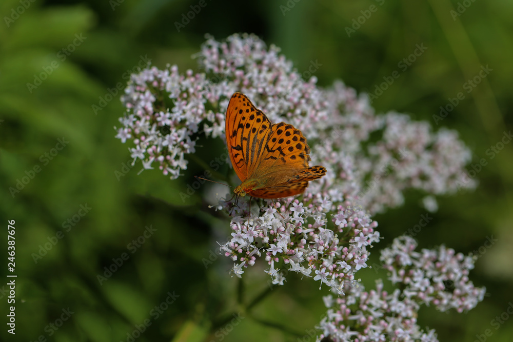 Obraz premium papillon tabac