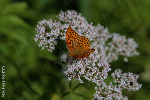 papillon tabac © fotoeliane