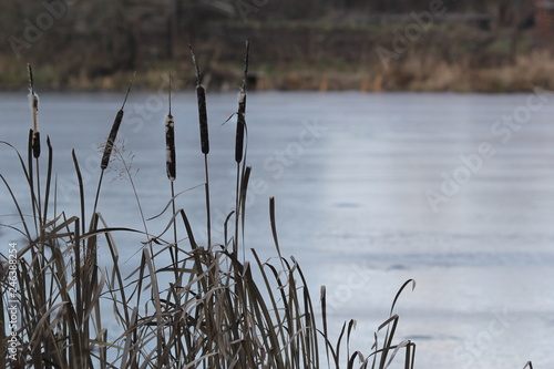 Dark late autumn reeds (cattails) against frozen pale blue river 