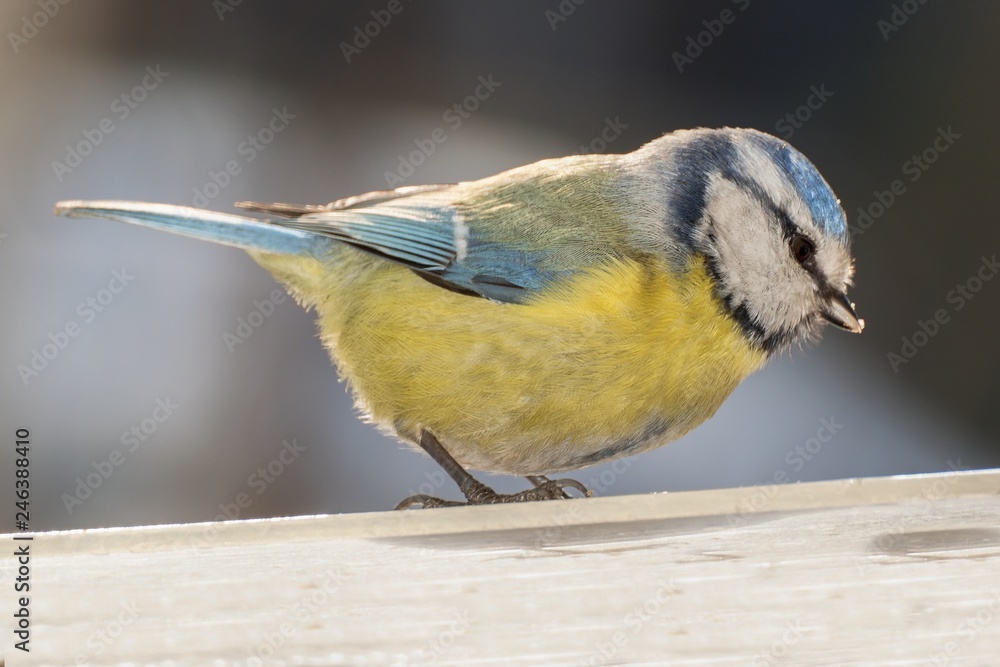 Fototapeta premium Blue tit (Parus caeruleus) on the snow. East Moravia. Czech Republic. Europe.