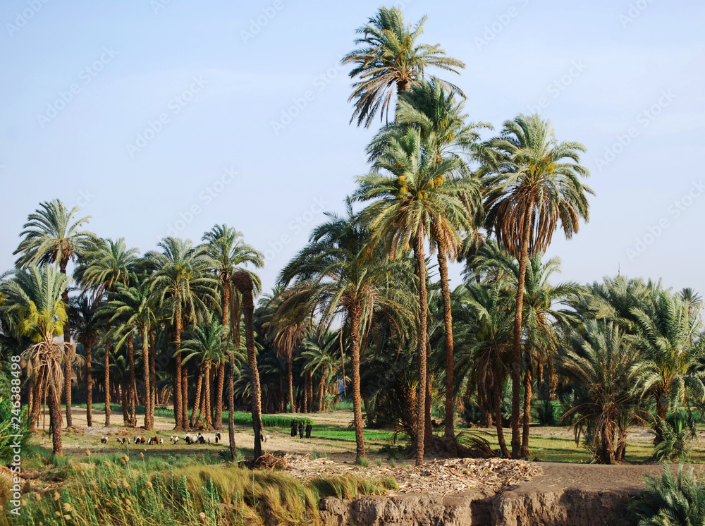 Cruising on the Nile River and the countryside, southern Egypt 