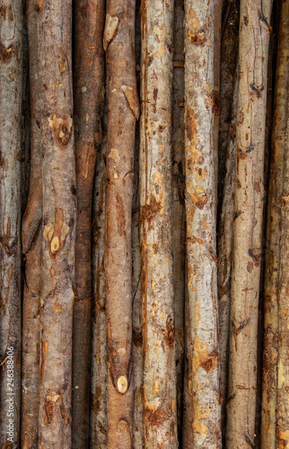 Background and Wallpaper or texture of Trunk of eucalyptus tree wood arranged in layers.