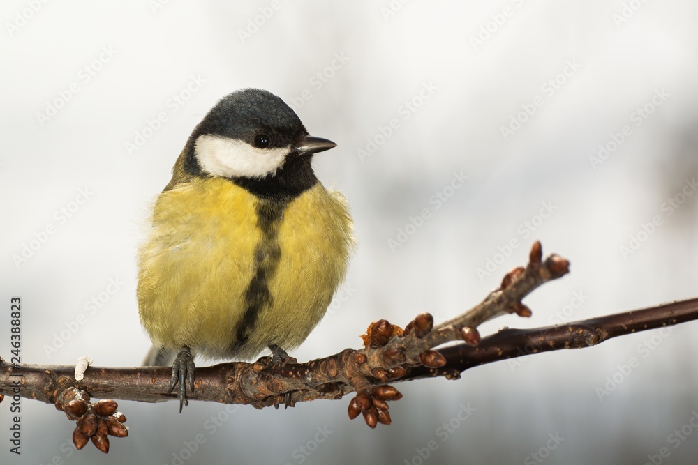 Great tit (Parus major) on a branch cherries. East Moravia. Czech Republic. Europe. Great tit (Parus major) on a branch cherries. East Moravia. Czech Republic. Europe.