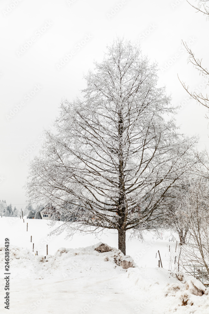 snowy tree in winter in Schluchsee snowy tree in winter in Schluchsee