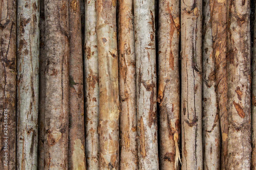 Background and Wallpaper or texture of Trunk of eucalyptus tree wood arranged in layers. Background and Wallpaper or texture of Trunk of eucalyptus tree wood arranged in layers.