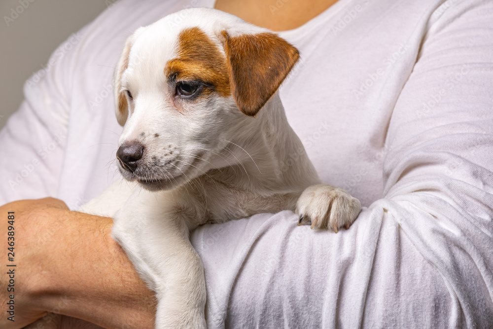 Man holding cute puppy Jack Russel in hands. Man holding cute puppy Jack Russel in hands.