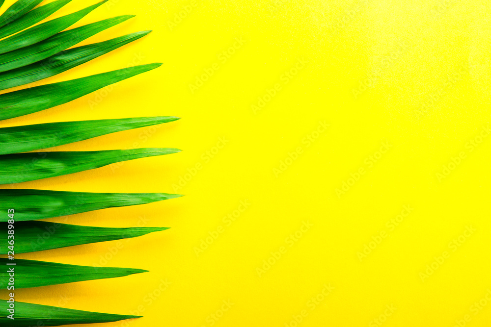 Fototapeta premium Top view of big green leaf of a exotic parlor palm on bright yellow background with a lot of copy space for text. Minimalistic flat lay composition w/ large branch of tropical plant. Close up