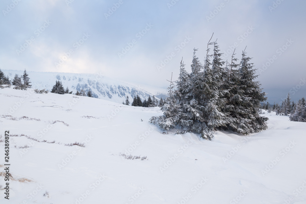 Naklejka premium Beautiful winter day in Krkonose (Poland, Czech Republic)