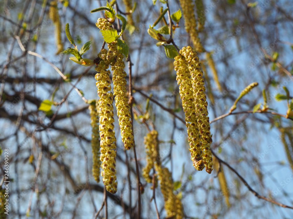 Fototapeta premium Beautiful birch inflorescences closeup