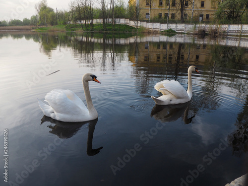 A pair of swans on the pond in the town