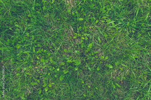 Fototapeta Naklejka Na Ścianę i Meble -  Summer green lawn, grass as background