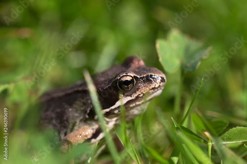 Frog on a grass in a garden. Shallow depth of field. Selective focus photo