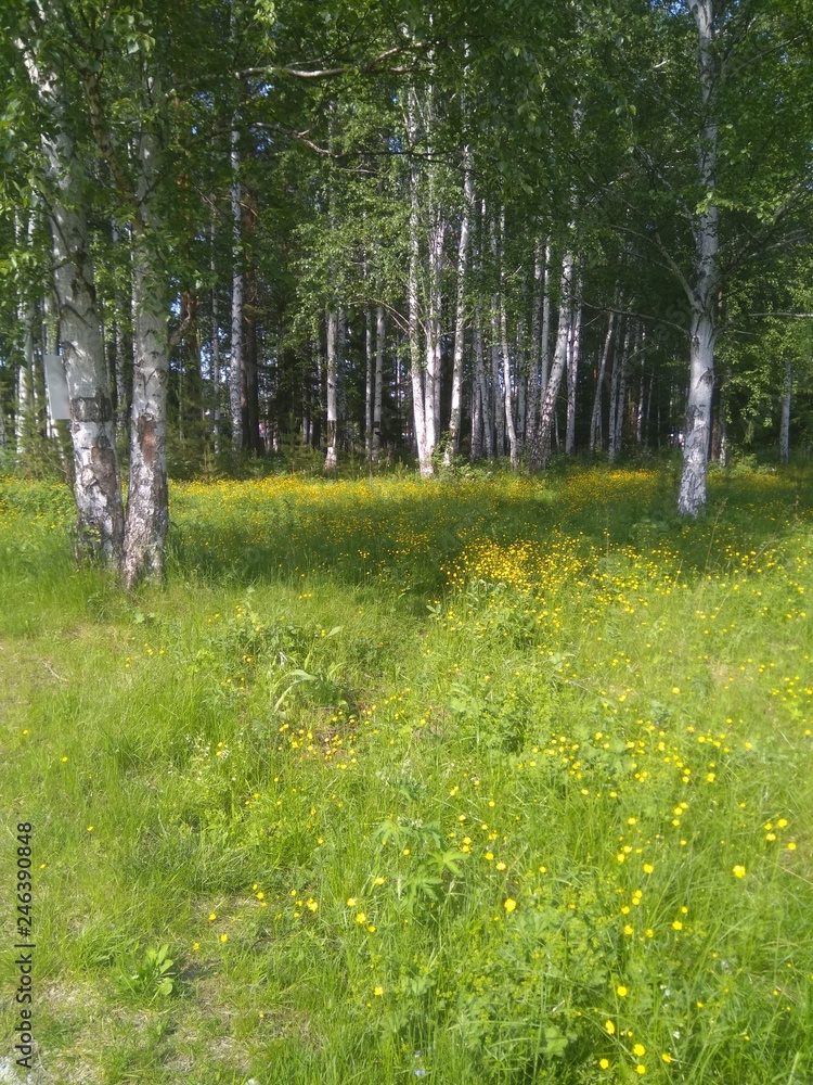 Obraz premium forest