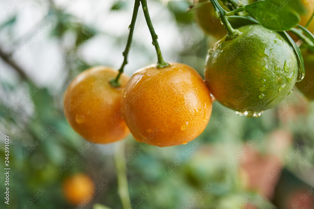 Close up branch of orange fruit on tree in the field. Close up branch of orange fruit on tree in the field.