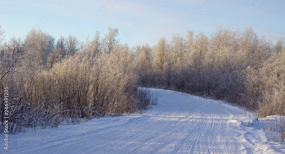 Obraz premium winter trees and plants