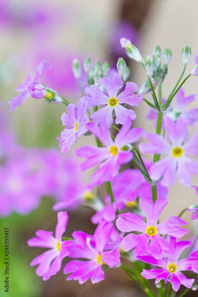 紫色の綺麗な花