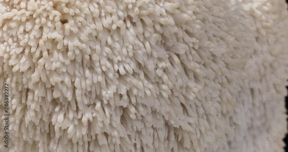 mushrooms growing time lapse rare Lion's Mane mushrooms growing time lapse rare Lion's Mane