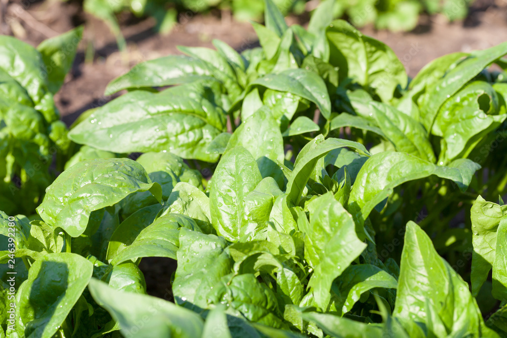 Obraz premium Spinach growing from composted soil in a home garden