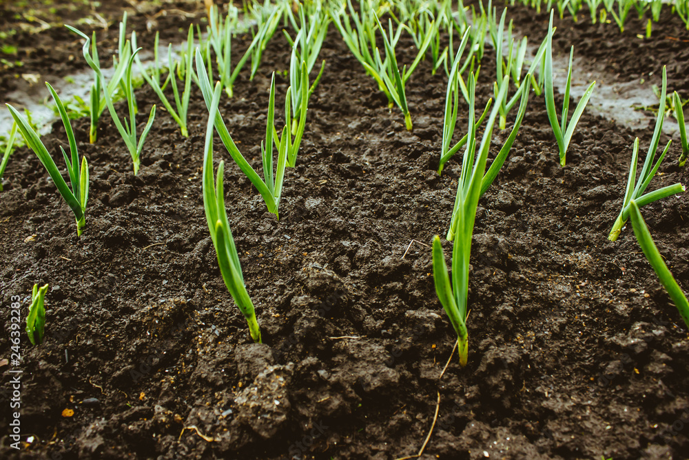 Fresh garlic and onion sprouts grow from the ground. Gardening, harvest in the garden. Healthy and vegetarian food Fresh garlic and onion sprouts grow from the ground. Gardening, harvest in the garden. Healthy and vegetarian food