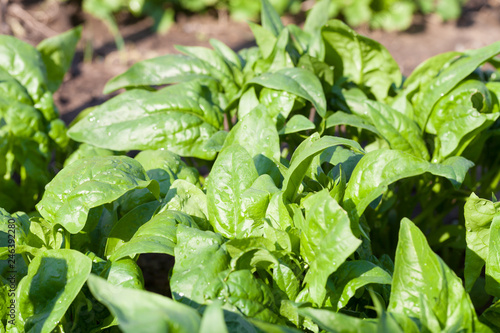 Spinach growing from composted soil in a home garden