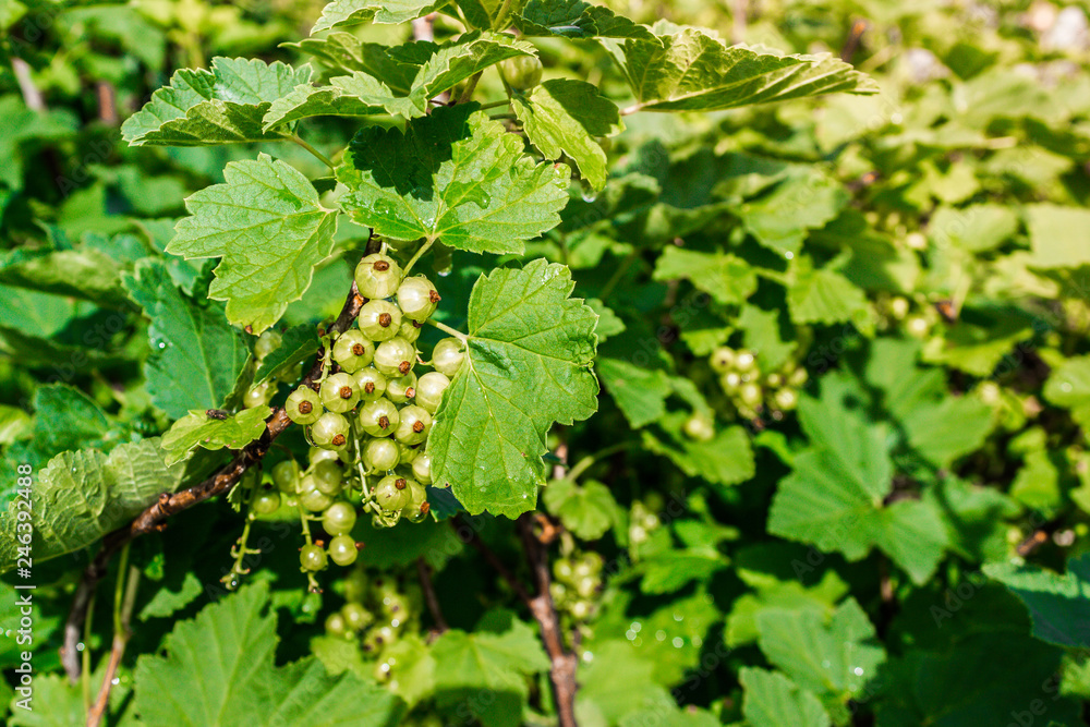 Green currant berries ripen on bush in garden Green currant berries ripen on bush in garden