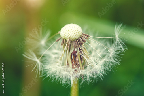 dandelion flower  macro