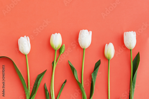 Spring background with white tulips flowers in coral color, top view, flat lay.