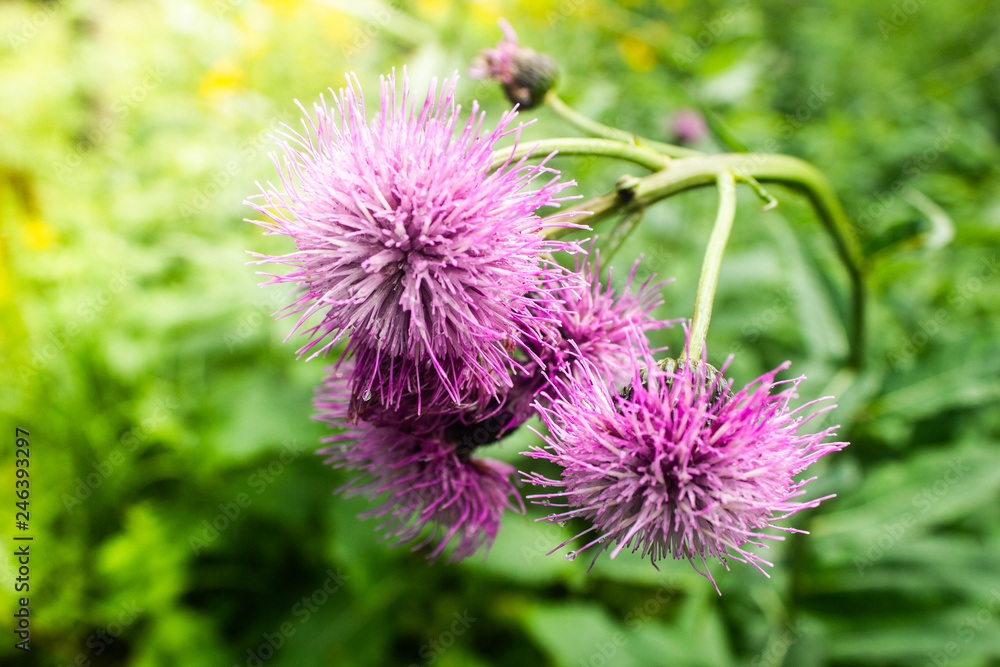 Purple flowers of burdock in green grass on summer day Purple flowers of burdock in green grass on summer day