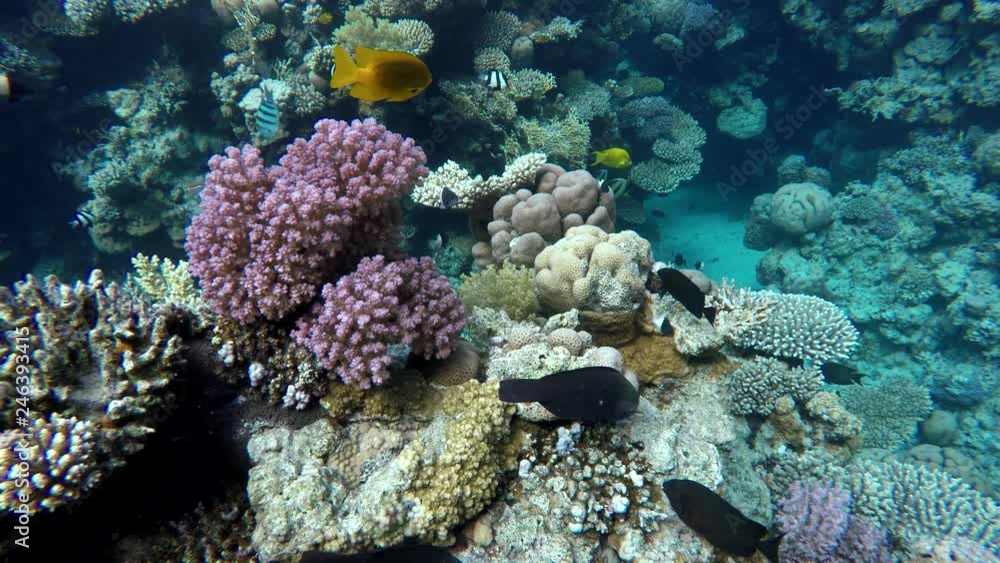 Diving. Tropical fish and coral reef. Underwater life in the ocean. Diving. Tropical fish and coral reef. Underwater life in the ocean.