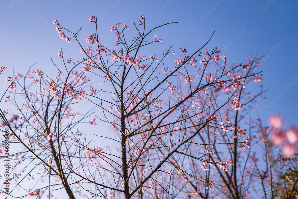 Spring blossom pink flowers Beautiful nature Spring blossom pink flowers Beautiful nature