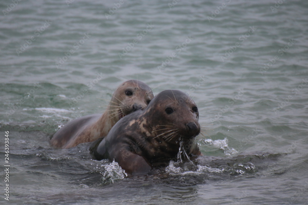 Obraz premium Robben