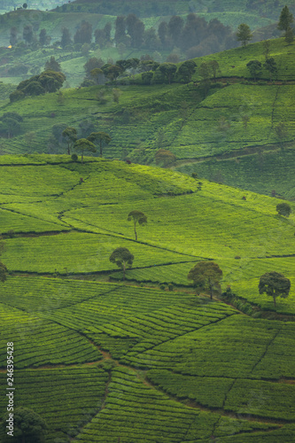 Aerial scenery of tea plantaions in the morning, West Java, Indonesia