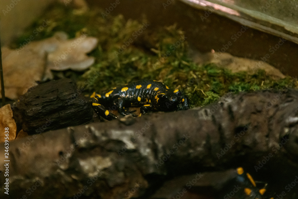 Beautiful lizard in the grass common fire salamander