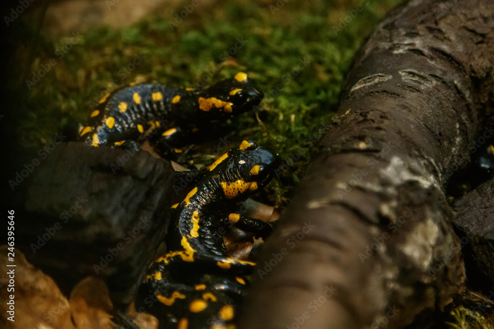Obraz premium Beautiful lizard in the grass common fire salamander