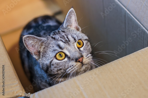 Beautiful grey cat