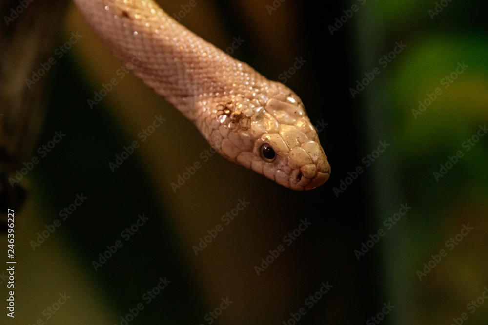 Fototapeta premium snake leucistic texas rat