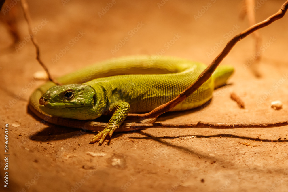 Fototapeta premium Beautiful Balkan Green Lizard - Lacerta trilineata