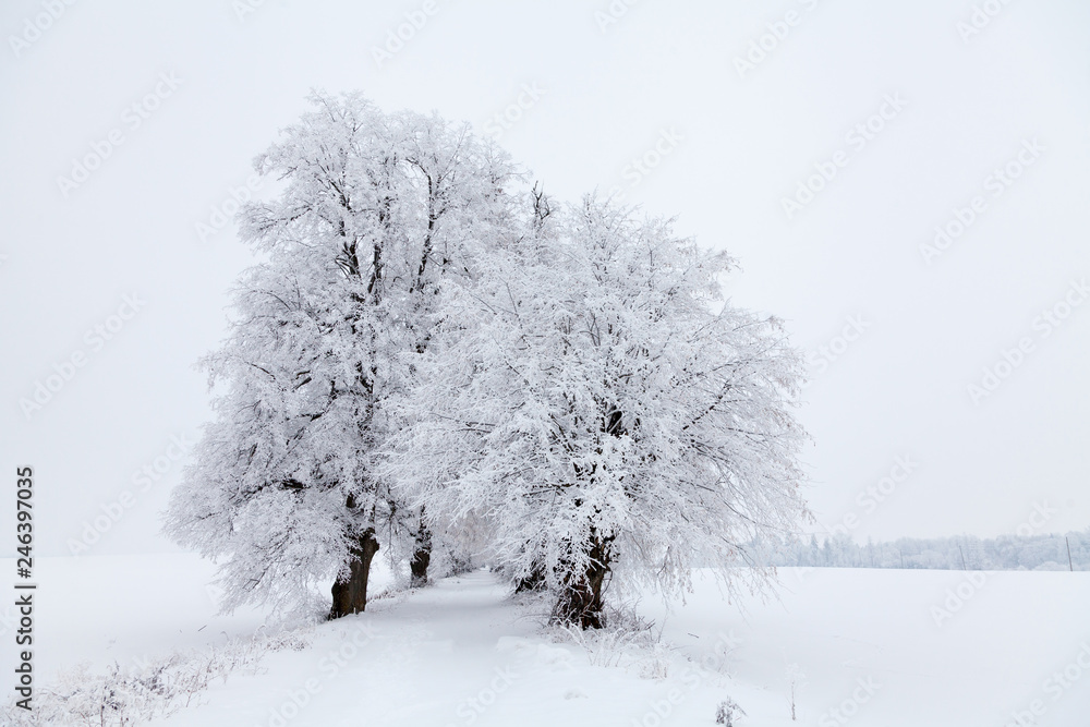 Fototapeta premium Winter