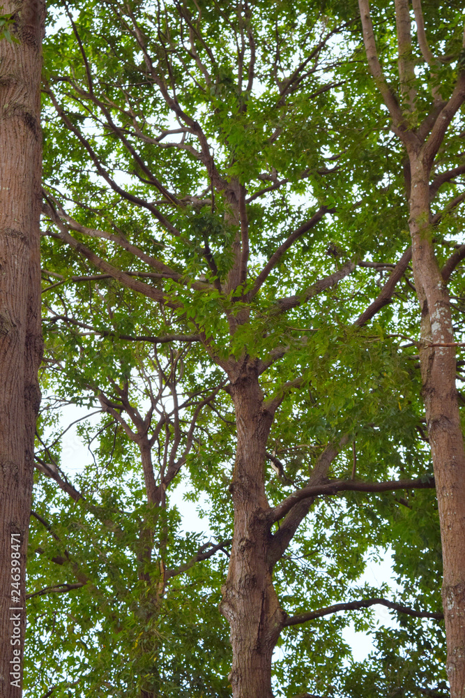 Fototapeta premium green tree background