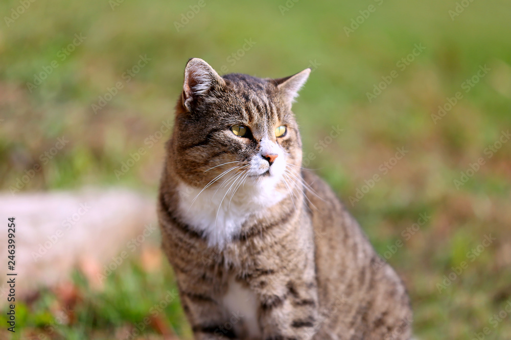 Grey cat posing in the green grass outdoors Grey cat posing in the green grass outdoors