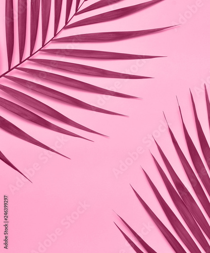 Palm on pink background.  