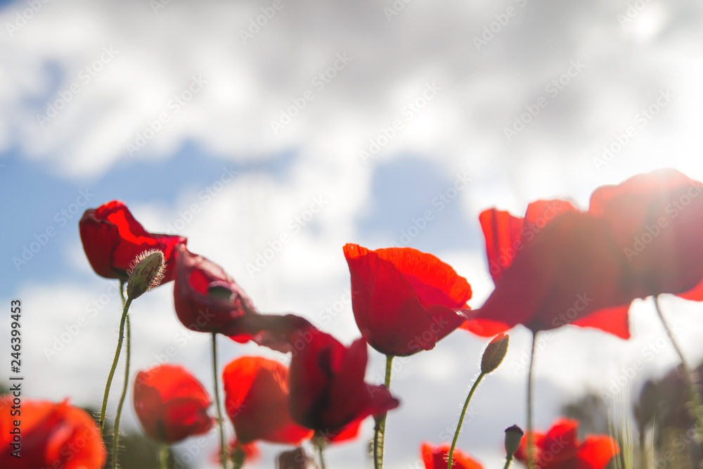 Obraz premium Dzikie czerwone maki