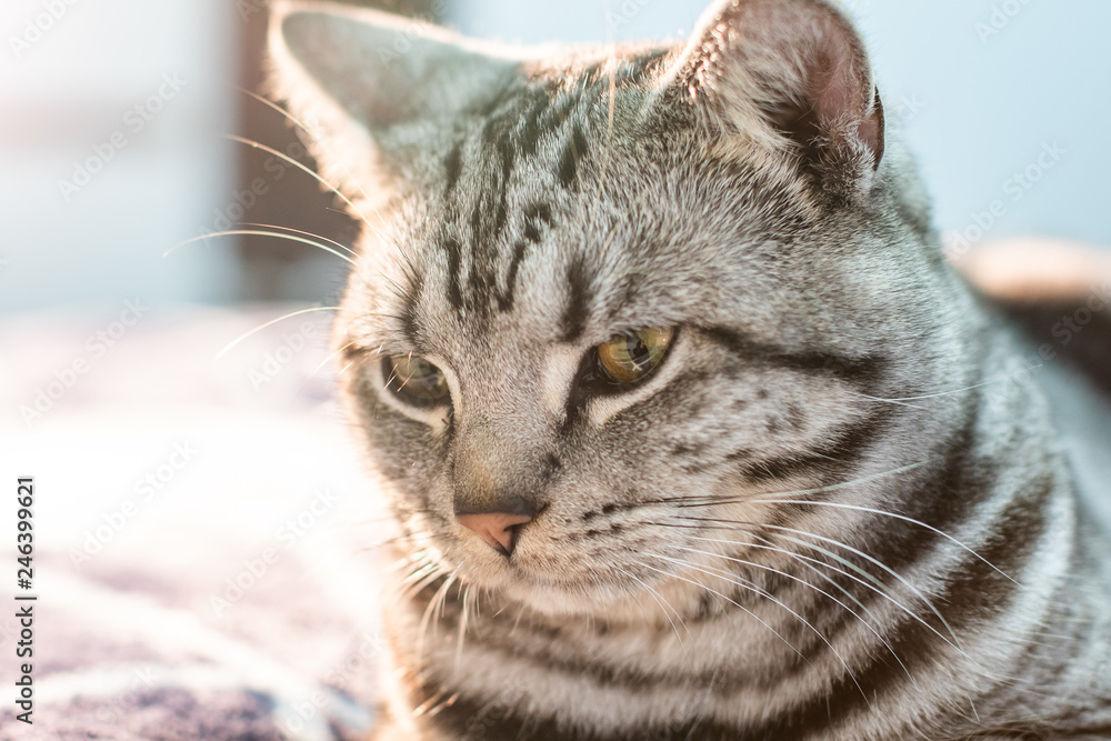 Beautiful grey cat