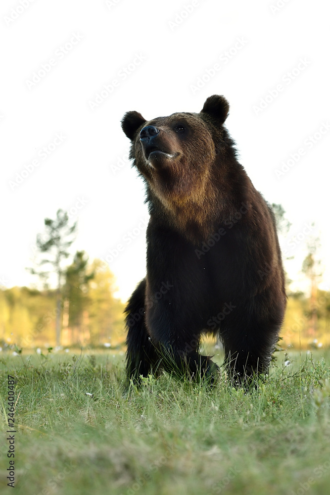 Fototapeta premium Brown bear low angle view. Bear close up.